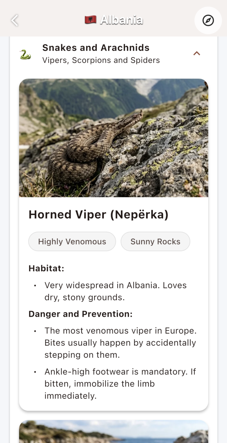 Detail Knowledge Horned Viper